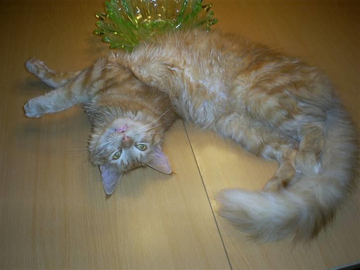 Blanding af racer  Maincoon Sigurd billede 12