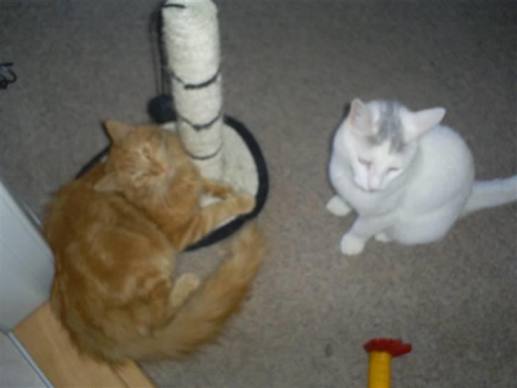 Blanding af racer  Maincoon Sigurd billede 13