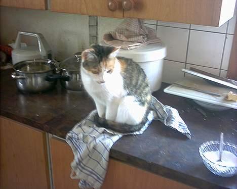 Huskat Bølle/Putte R.I.P - venter på at bollerne bliver færdige. billede 16