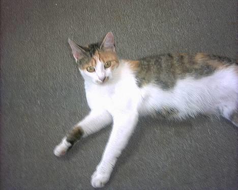 Huskat Bølle/Putte R.I.P billede 17