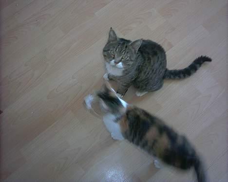 Huskat Bølle/Putte R.I.P - hun har været forelsket i ham siden hun var killing billede 18