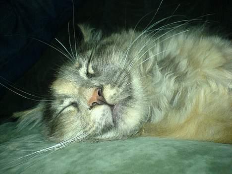 Maine Coon † Pjuske † - Sover lige så godt billede 8