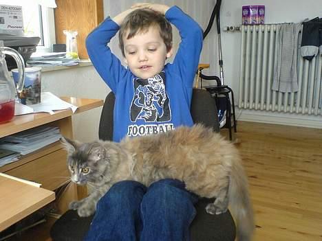 Maine Coon † Pjuske † - Her ligger jeg lige ved Kennet billede 9