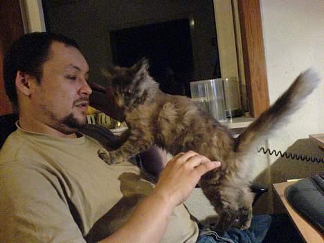 Maine Coon † Pjuske † - "Far , jeg vil snakke med " billede 10