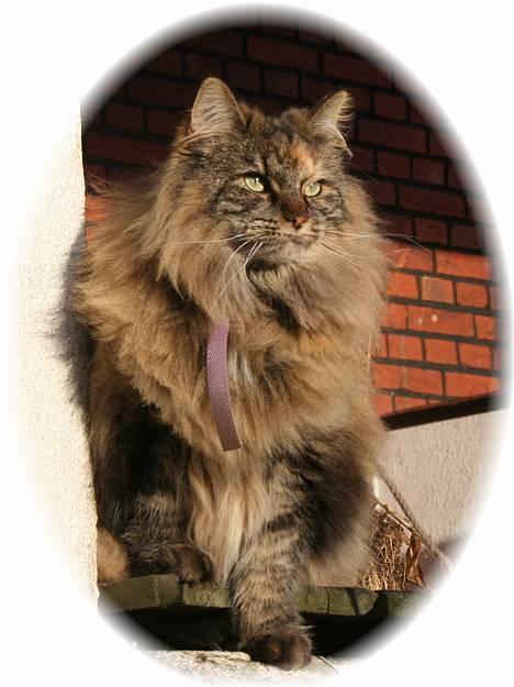 Norsk Skovkat Katja - Zukado Foto.. <33 billede 1