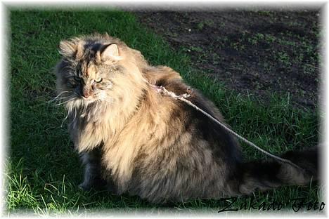 Norsk Skovkat Katja - Zukado Foto billede 2