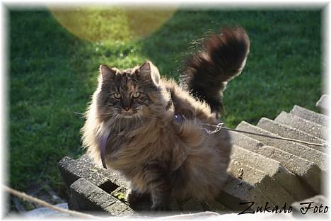 Norsk Skovkat Katja - Zukado foto =) billede 3