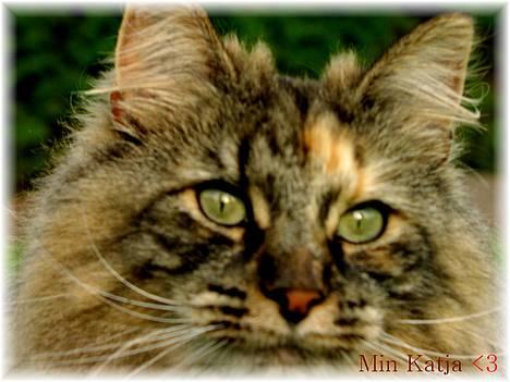 Norsk Skovkat Katja billede 4