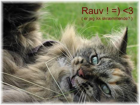 Norsk Skovkat Katja billede 5