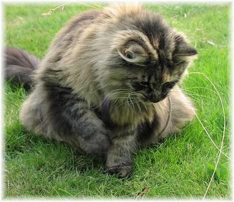 Norsk Skovkat Katja - Hov ! hva var det ? mon det var noget der kunne spises =) <3 billede 6