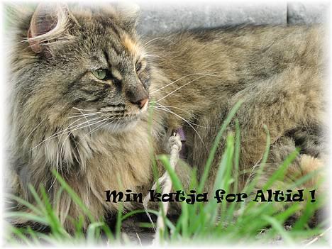 Norsk Skovkat Katja - Dejlige Katja ! <3 billede 7