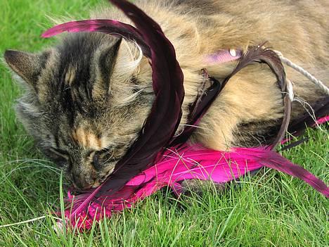 Norsk Skovkat Katja - lad mig "flinse" denne fjerdusk =)  billede 8