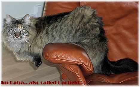 Norsk Skovkat Katja - Katja er med årene blevet en meget doven og tyk kat ! så nogle gange hedder hun bare Garfield =) billede 9
