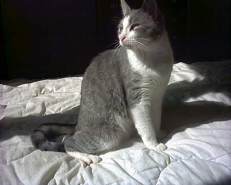 Huskat Kiki billede 7