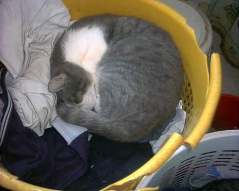 Huskat Kiki billede 8