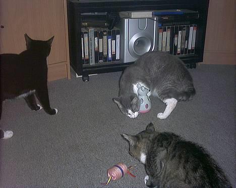 Huskat Kiki billede 9