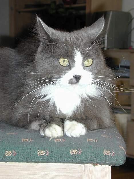 Blanding af racer Jogge billede 3