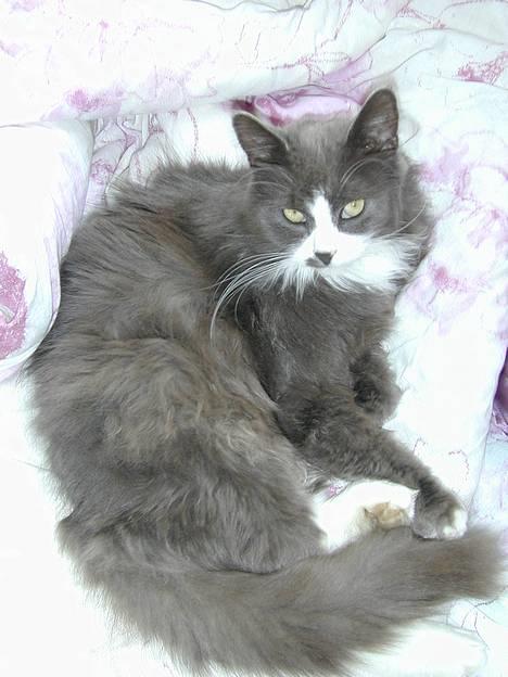 Blanding af racer Jogge billede 4