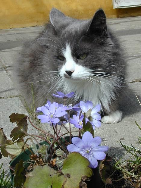 Blanding af racer Jogge billede 5