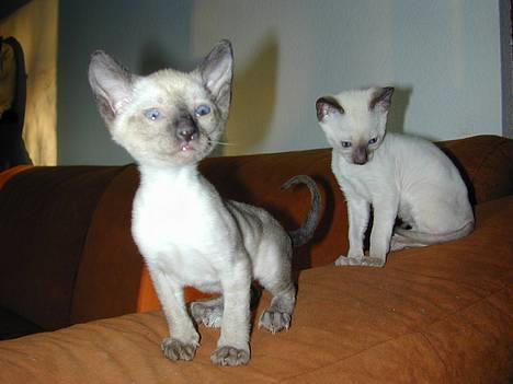 Blanding af racer Rexhåret Siameser-Bella - min bror og jeg,det er mig til venstre billede 4