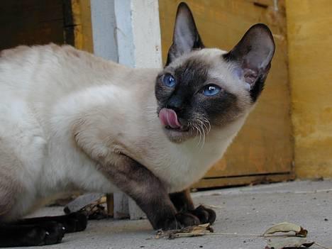 Blanding af racer Rexhåret Siameser-Bella - 7 mdr gammel,jeg er da bare ved at blive lækker*s* billede 5