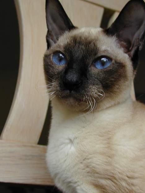 Blanding af racer Rexhåret Siameser-Bella billede 6