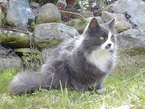 Blanding af racer Jogge billede 6