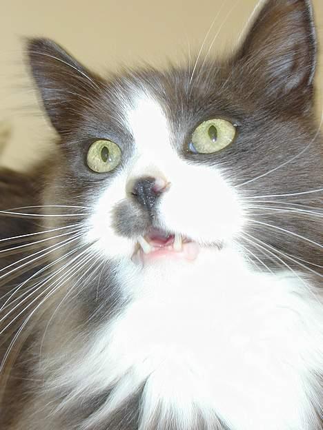 Blanding af racer Jogge billede 7