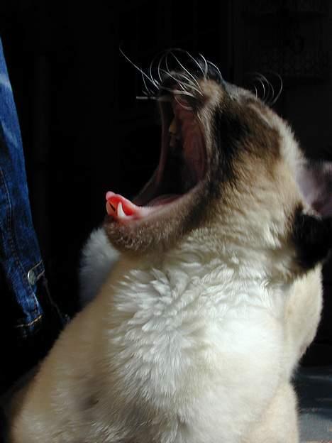 Blanding af racer Rexhåret Siameser-Bella - Gab,nu er jeg altså træt billede 7