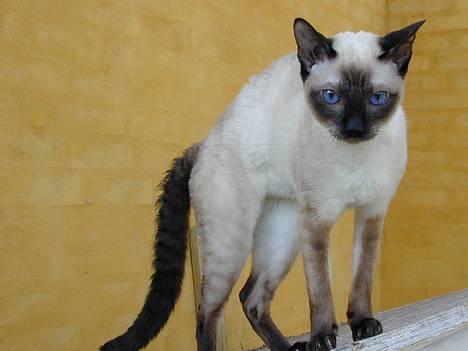 Blanding af racer Rexhåret Siameser-Bella - Ham Jogge kan få mig til at koge billede 8