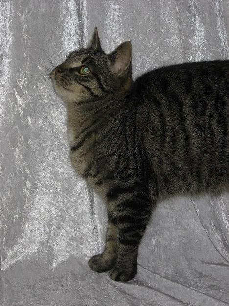 Huskat Hegnsholt's Tulle <3  - ´ #6 :Smukke Tulle ! <3 billede 6