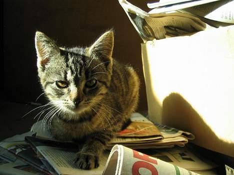 Huskat Hegnsholt's Tulle <3  - ´ # 7:Hva lawr du ? billede 7