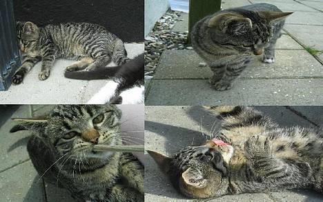 Huskat Hegnsholt's Tulle <3  - ´ # 9:Tulle-Musen <3 billede 9