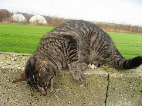 Huskat Hegnsholt's Tulle <3  - ´ # 10: uha , er hun ikk dejlig ? hehe , dette billede er taget på hendes 1 års fødselsdag´(: billede 10