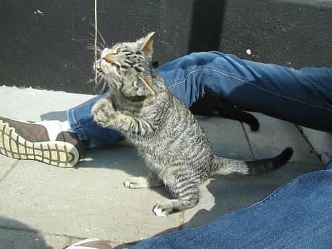 Huskat Hegnsholt's Tulle <3  - ´ # 11: HAPS ! Haha , Tulle leqer (: <3 billede 11