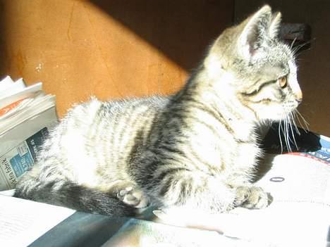 Huskat Hegnsholt's Tulle <3  - ´ # 12:Sol, sol, sol, MUS !!!!! billede 12