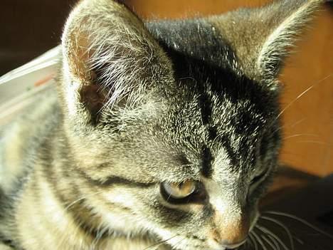 Huskat Hegnsholt's Tulle <3  - ´ # 13: Hm ? billede 13