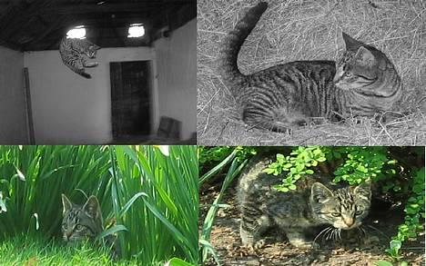 Huskat Hegnsholt's Tulle <3  - ´ # 14: Frække Tulle :D <3 billede 14