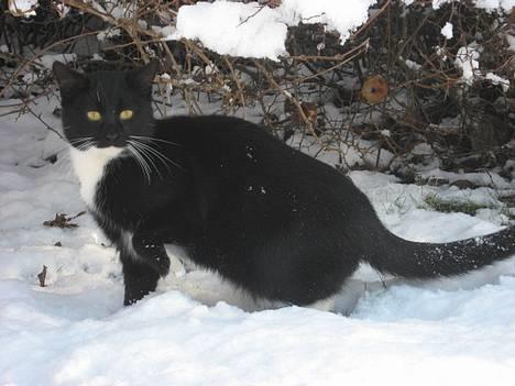Huskat † Hegnsholts Tiger <3 † - Tiger i sneen kort efter sin 1 års fødselsdag (: Elsker den kat ! <3 billede 7