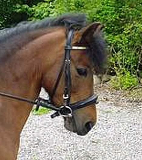 Blanding af racer Nemo <33 billede 7