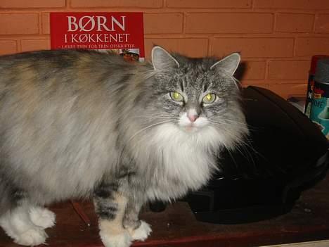 Norsk Skovkat Bonny <33 (Død) )': - GIV MIG MAD FORHELVED :@ billede 5