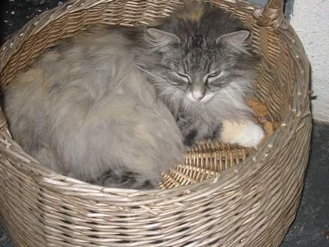 Norsk Skovkat Bonny <33 (Død) )': - Her ligger jeg godt ;) Min trofaste kurv :P billede 6
