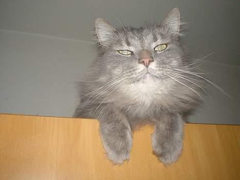 Norsk Skovkat Jaques billede 1