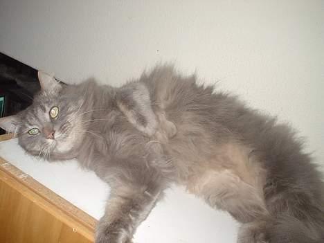 Norsk Skovkat Jaques billede 2