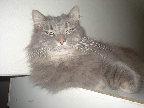 Norsk Skovkat Jaques billede 3