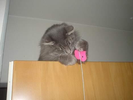 Norsk Skovkat Jaques billede 4