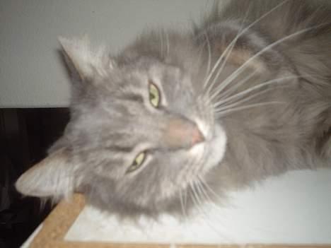 Norsk Skovkat Jaques billede 5