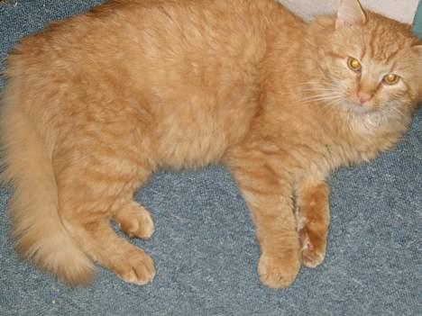 Huskat Miko - Ja, her er han så. Vidunderet. han er altid sulten, så når han ikke tigger mad i køkkenet, sover han som regel. billede 1