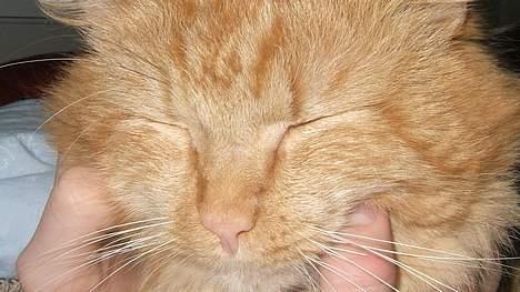 Huskat Miko - Når først han har lagt sig, skal der meget til at han gider vågne, det skulle da lige være lyden af en dåse der blever åbnet billede 2