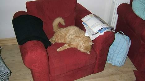 Huskat Miko - Her er han så i sin ynglingsstilling, med sin tykke vom. billede 3